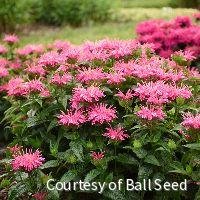 Monarda 'Leading Lady Pink'