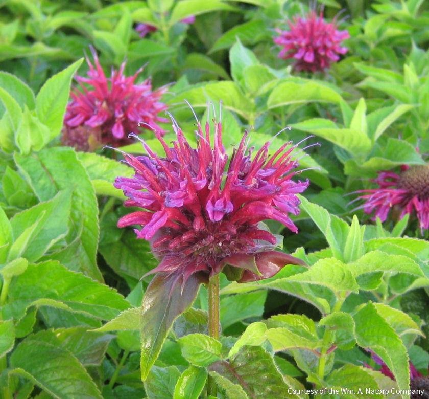 Monarda d. 'Grand Marshall'