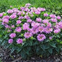 Monarda d. 'Pardon My Lavender II' - Image 2
