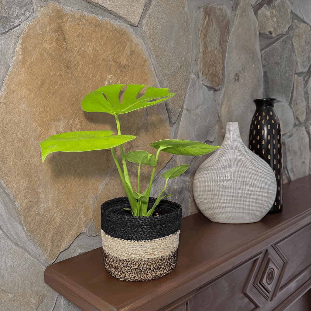 Monstera Super Golden (Monstera Deliciosa 'Aurea') - 6 Inch Indoor Houseplant - Image 2