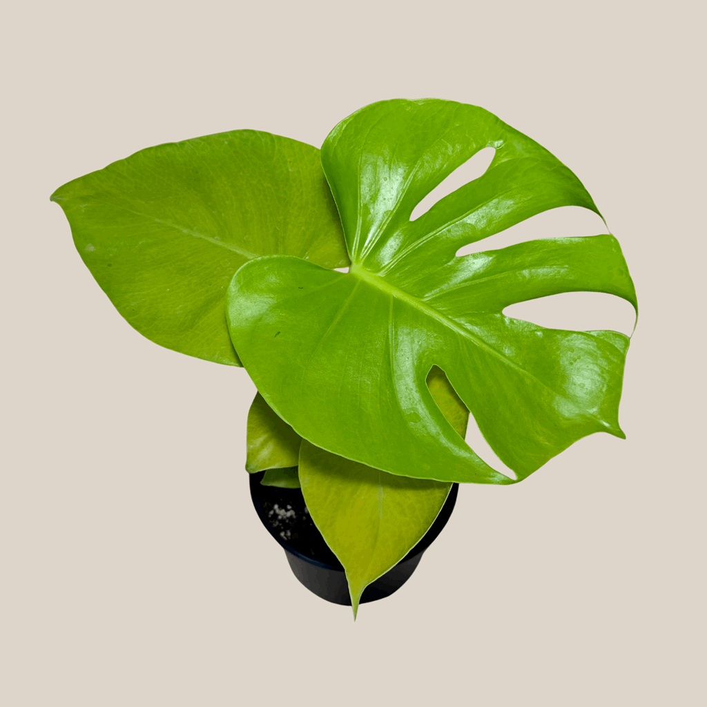 Monstera Super Golden (Monstera Deliciosa 'Aurea') - 6 Inch Indoor Houseplant - Image 4