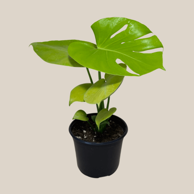 Monstera Super Golden (Monstera Deliciosa 'Aurea') - 6 Inch Indoor Houseplant