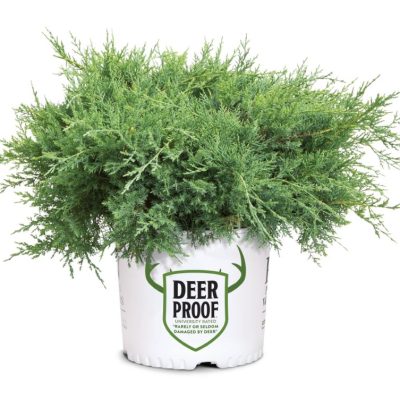 Montana Moss® Juniper (Juniper chinensis Montana Moss) - QT