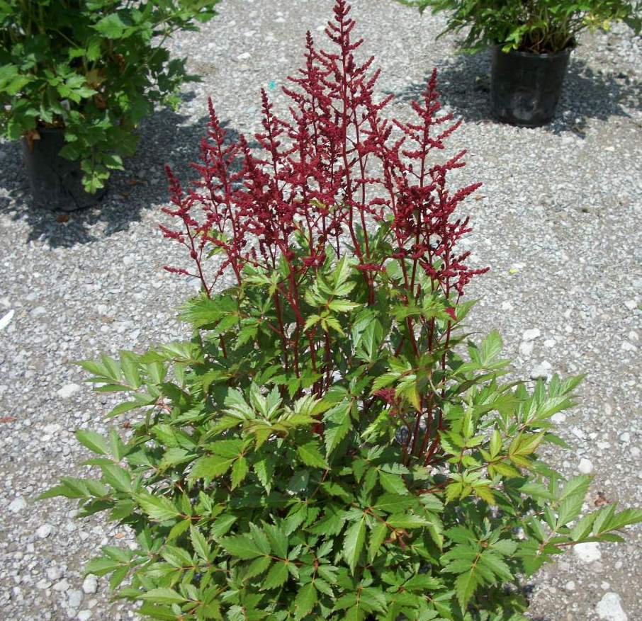 Montgomery Astilbe (Astilbe japonica 'Montgomery') - 1 gallon