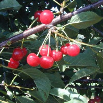 Montmorency Sour Cherry (Prunus cerasus 'Montmorency') - 3 gallon 36" TREE