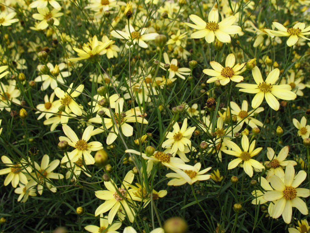 Moonbeam Tickseed (Coreopsis verticillata 'Moonbeam') - 1 gallon