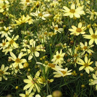Moonbeam Tickseed (Coreopsis verticillata 'Moonbeam') - 1 gallon