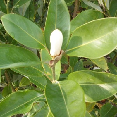Moonglow® Sweetbay Magnolia (Magnolia virginiana 'Jim Wilson') - 3 gallon 36"