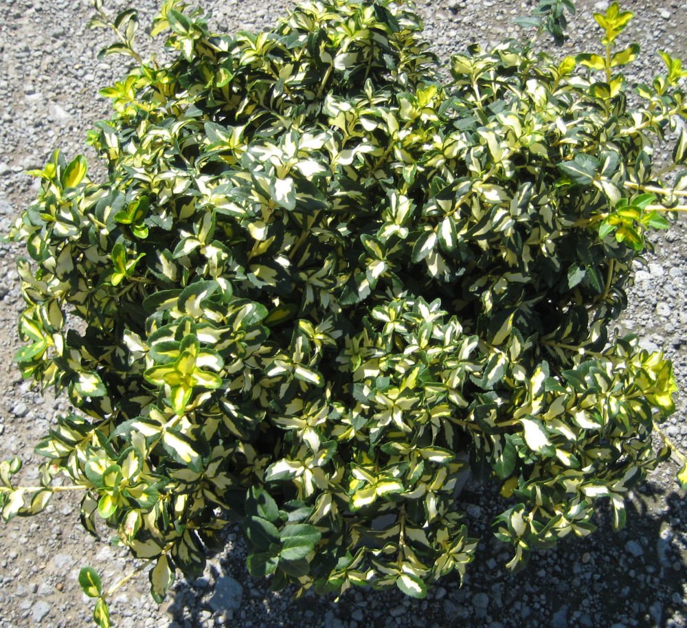 Moonshadow™ Euonymus (Euonymus fortunei 'Moonshadow') - QT