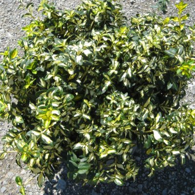Moonshadow™ Euonymus (Euonymus fortunei 'Moonshadow') - QT