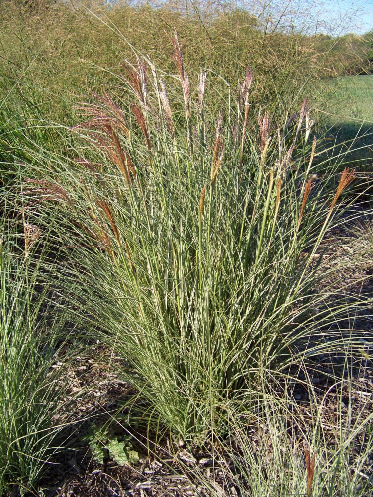 Morning Light Maiden Grass (Miscanthus sinensis 'Morning Light') - 3 gallon