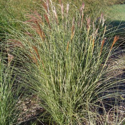 Morning Light Maiden Grass (Miscanthus sinensis 'Morning Light') - QT