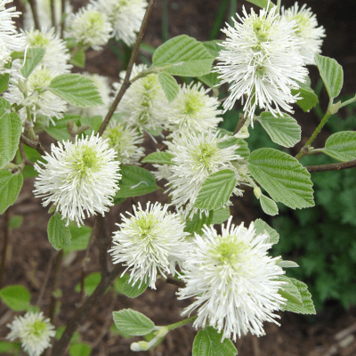 Mount Airy Dwarf Fothergilla (Fothergilla gardenii 'Mount Airy') - 2 gallon