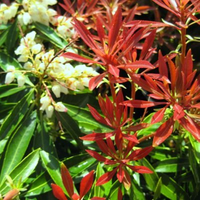 Mountain Fire Andromeda (Pieris japonica 'Mountain Fire') - 3 gallon 12"