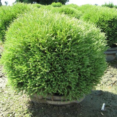 Mr. Bowling Ball™ Arborvitae (Thuja occidentalis 'Bobazam') - 3 gallon 12-15"