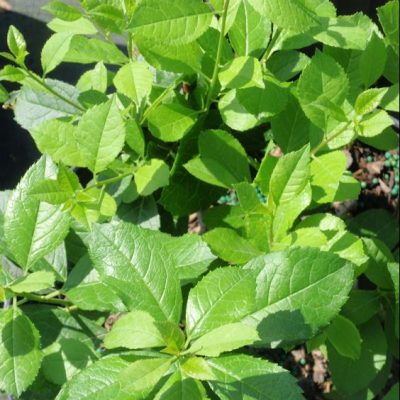 Mr. Poppins® Winterberry Holly (Ilex verticillata 'Mr. Poppins') - QT