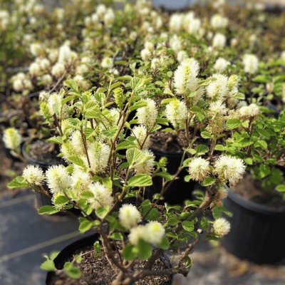 Mt. Airy Fothergilla