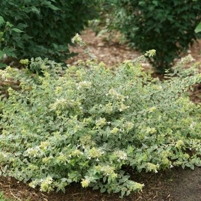 Mucho Gusto® Abelia (Abelia x grandiflora ‘Mucho Gusto’) - QT