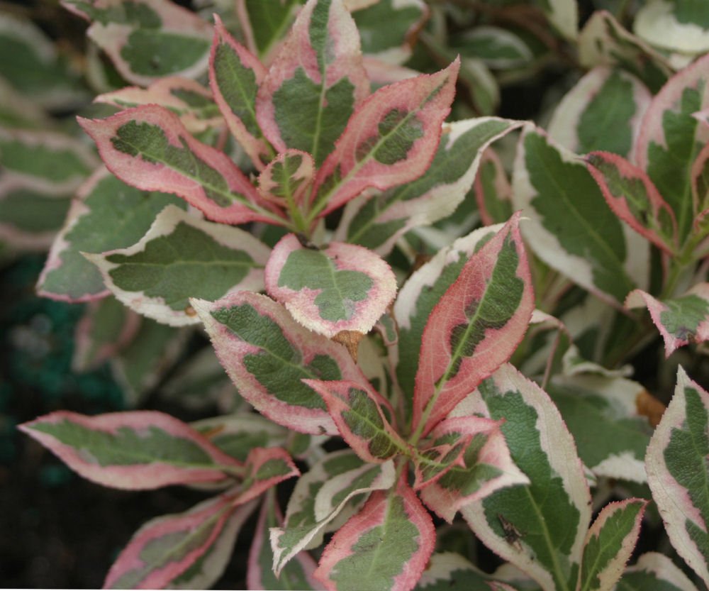 My Monet® Weigela (Weigela x 'Verweig') - 1 gallon 8"
