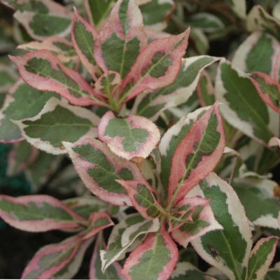 My Monet® Weigela (Weigela x 'Verweig') - QT