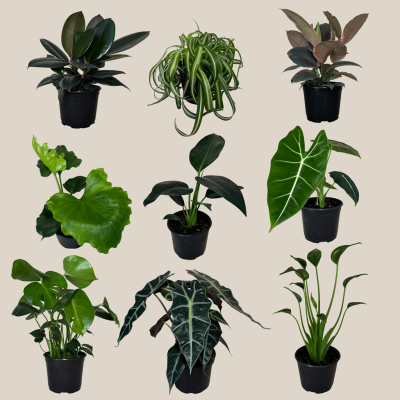Mystery Foliage 2 Pack - 6 Inch Indoor Houseplants