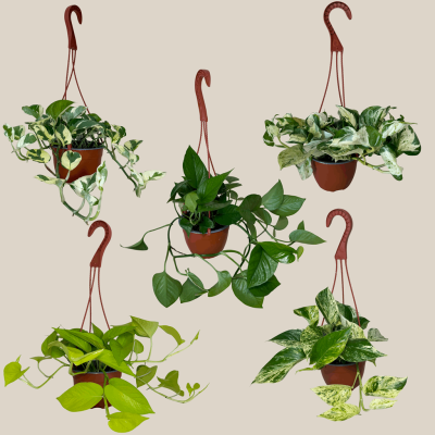 Mystery Pothos 4 Pack - 6 Inch Indoor Houseplants