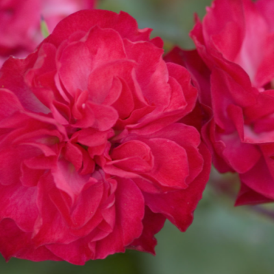 Mystic Fairy® Rose (Rosa E.E 'Mystic Fairy') - 2 gallon