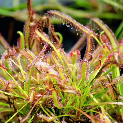 Tropical Sundew Bog Garden