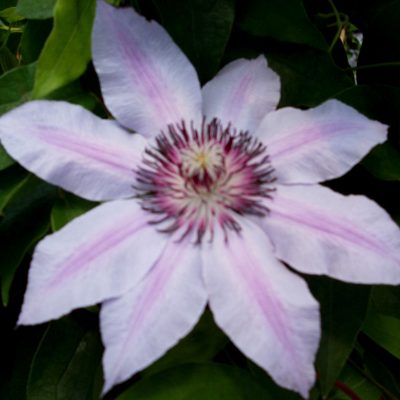 Nelly Moser Clematis (Clematis 'Nelly Moser') - 1 gallon