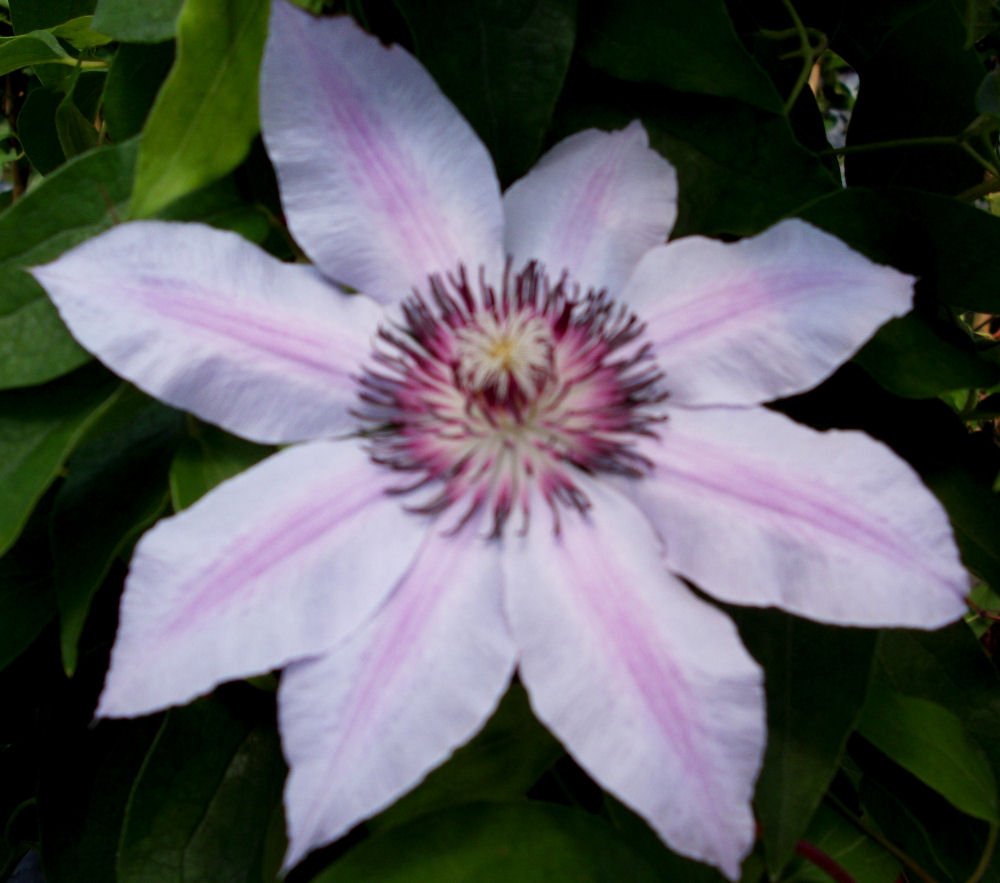 Nelly Moser Clematis (Clematis 'Nelly Moser') - QT