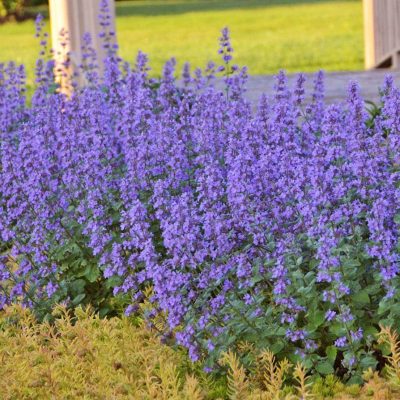 Nepeta 'Cat's Meow'