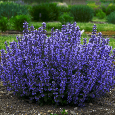 Nepeta 'Cat's Pajamas'