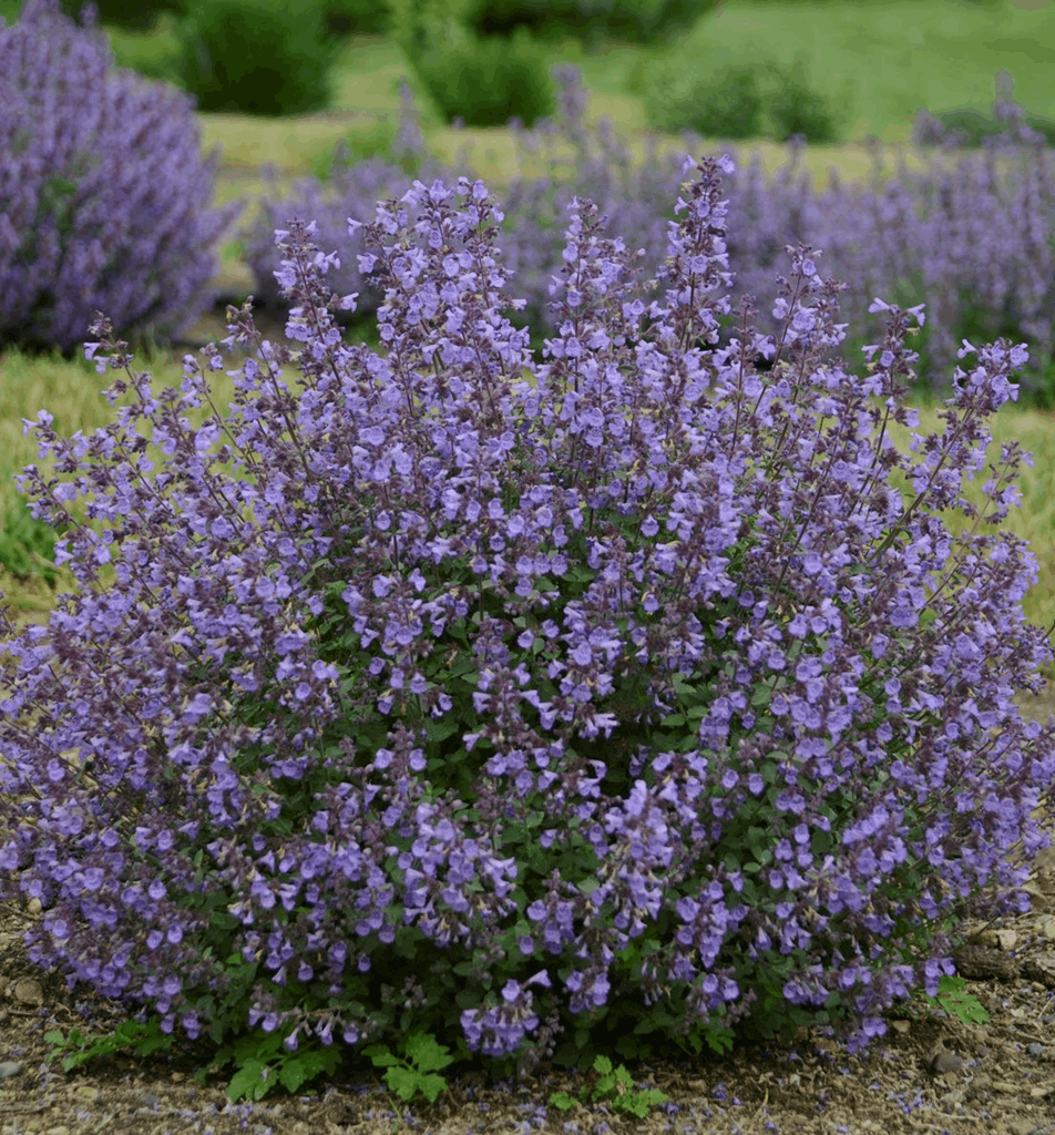 Nepeta f. 'Kitten Around' - Image 2