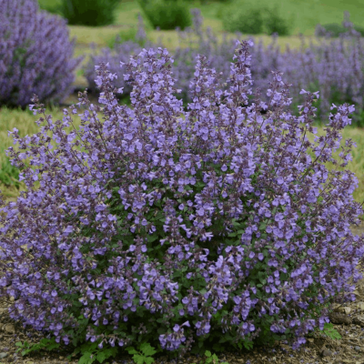 Nepeta f. 'Kitten Around'