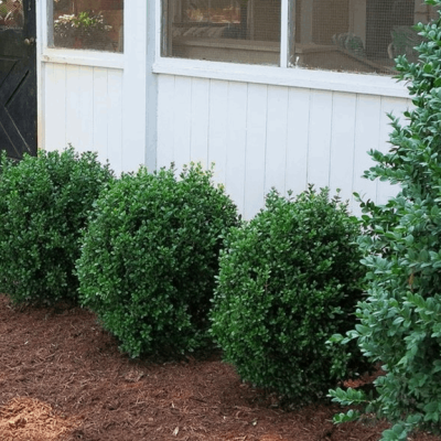 NewGen Freedom® Boxwood (Buxus newgen 'Freedom') - 1 gallon 8"