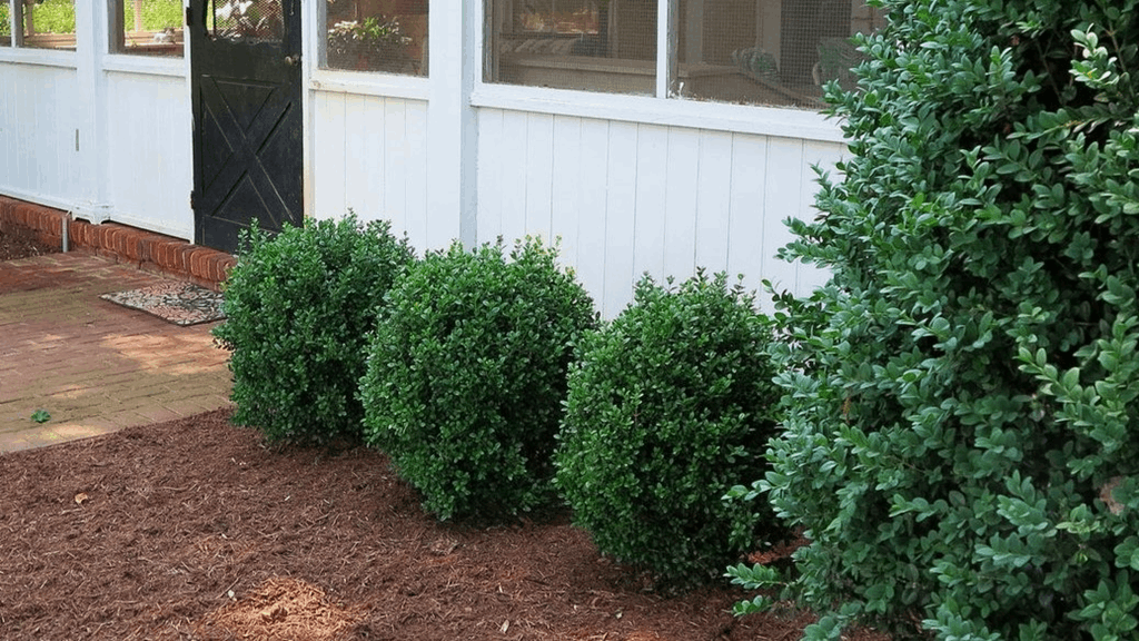 NewGen Freedom® Boxwood (Buxus newgen 'Freedom') - QT