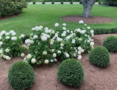 NewGen Independence® Boxwood (Buxus newgen 'Independence') - 3 gallon 12-15"