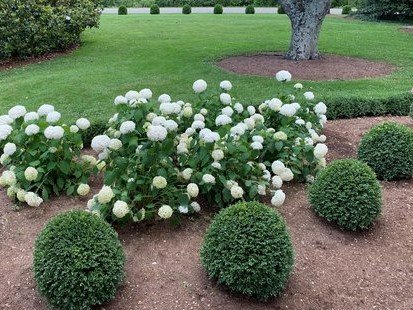 NewGen Independence® Boxwood (Buxus newgen 'Independence') - QT