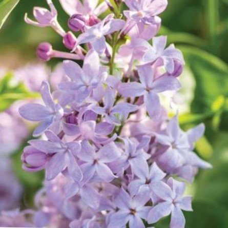 New Age™ Lavender Lilac (Syringa vulgaris 'New Age Lavender' (G13099)) - 1 gallon