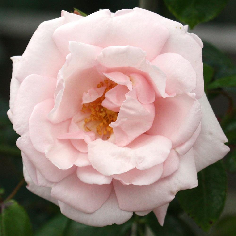 New Dawn Climbing Rose (Rosa CL 'New Dawn') - 2 gallon
