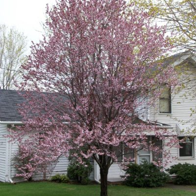Newport Cherry Plum (Prunus cerasifera 'Newport') - 3 gallon 36" TREE