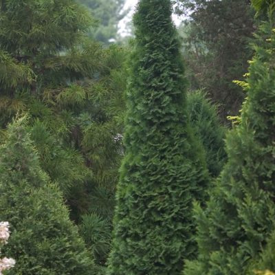 North Pole® Arborvitae (Thuja occidentalis 'Art Boe') - 3 gallon 24"