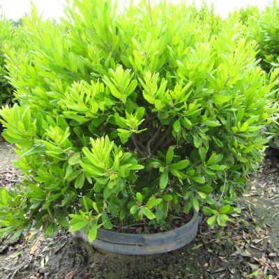 Northern Bayberry (Myrica pennsylvanica) - 3 gallon 18"