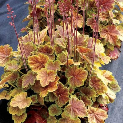 Northern Exposure™ Sienna Coral Bells (Heuchera 'Northern Exp. Sienna') - 1 gallon