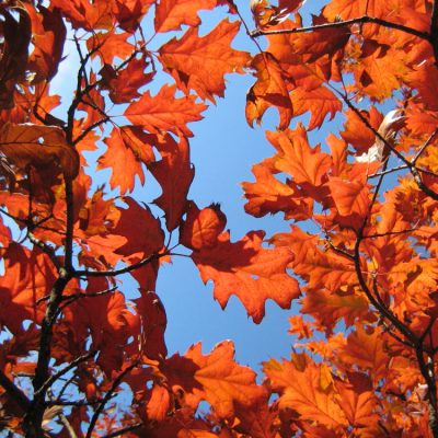 Northern Pin Oak (Quercus ellipsoidalis) - 3 gallon 60"