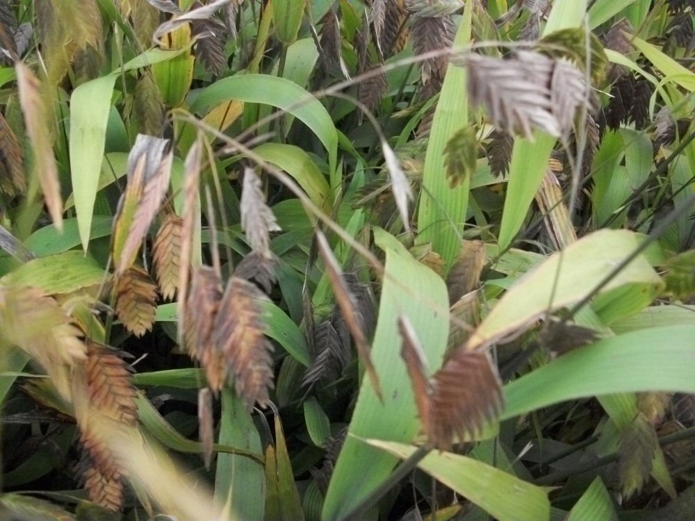 Northern Sea Oats (Chasmanthium latifolium 'Chas. Latifolium') - 1 gallon