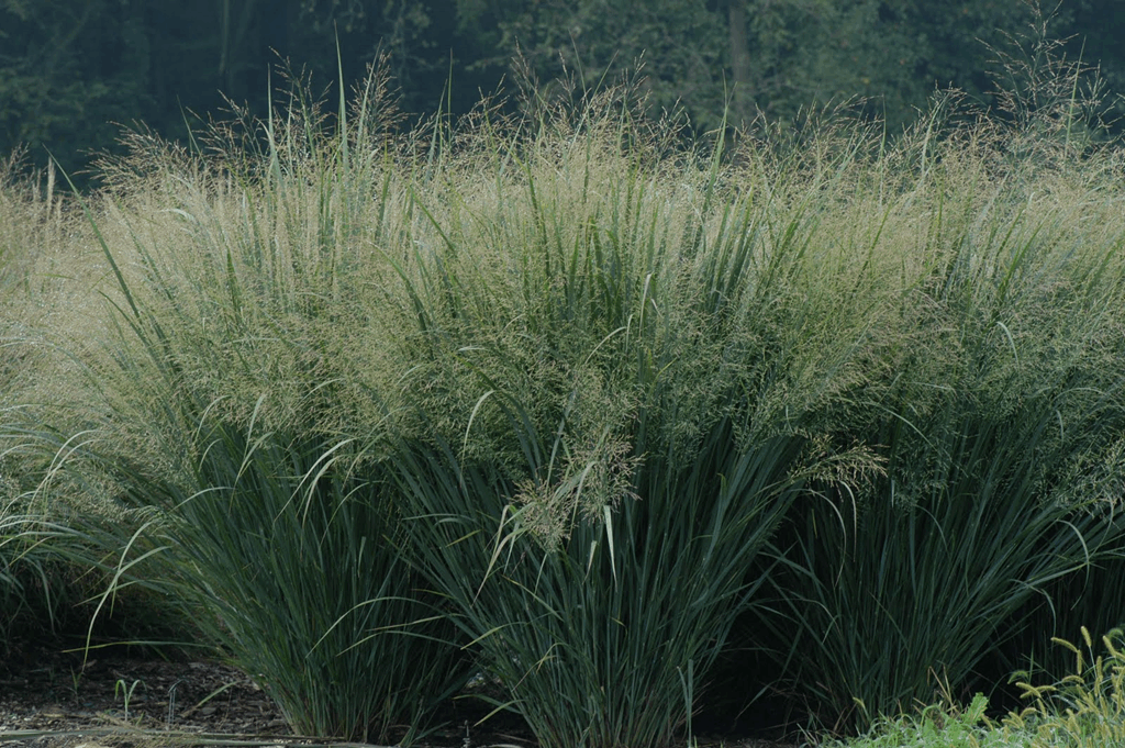 Northwind Switch Grass (Panicum virgatum 'Northwind') - 2 gallon