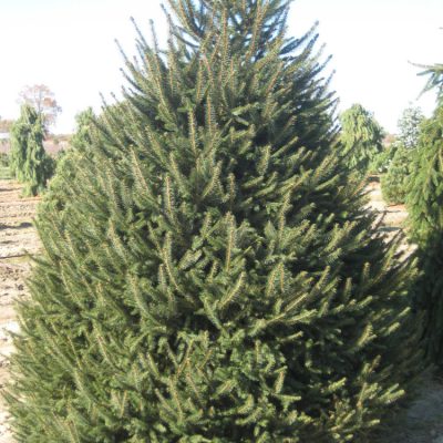 Norway Spruce (Picea abies) - 2 gallon 18"