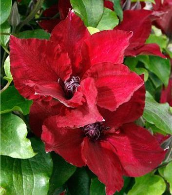 Nubi™ Clematis (Clematis nubia) - 1 gallon