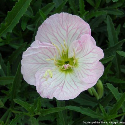 Oenothera 'Siskiyou'